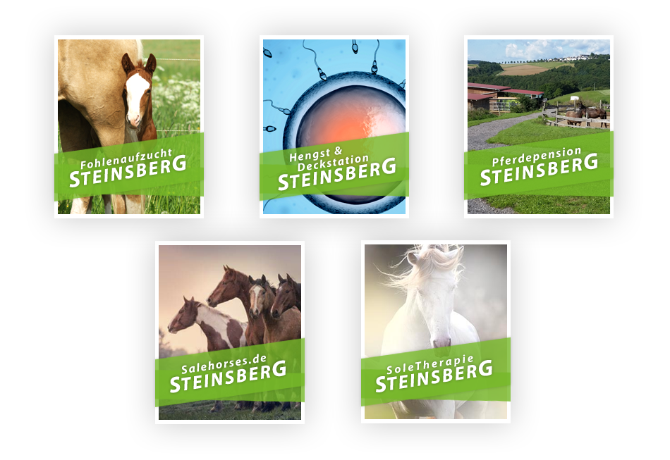 Pferdezentrum Steinsberg